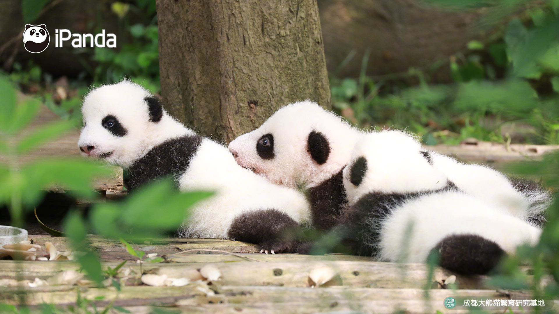 web軟件安裝平臺_任上呼吁人民“拿鐵鍬”參戰(zhàn) 烏前外長:不會自愿入伍