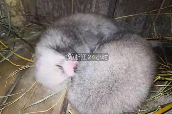 線上活動發(fā)獎品違規(guī)嗎怎么處理_美將發(fā)射碳觀測衛(wèi)星 完善氣候變化預測