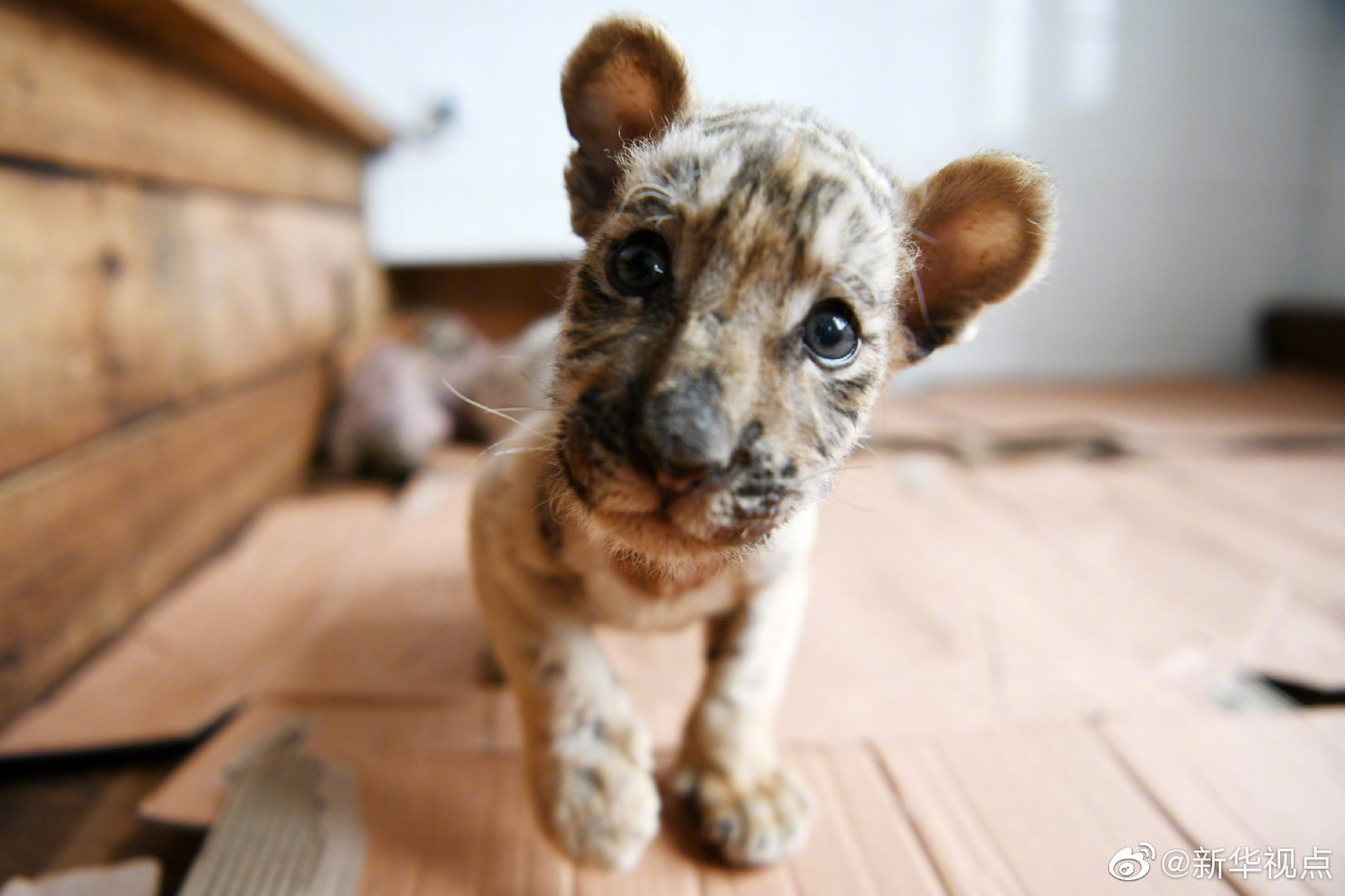 小學(xué)生在班里耍黑客技術(shù)視頻_越南電動(dòng)汽車制造商VinFast11月在越南交付超2.3萬(wàn)輛汽車。