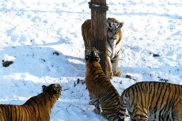 新質(zhì)生產(chǎn)力和國家網(wǎng)絡(luò)安全的關(guān)系_頤和園十七孔橋上演“金光穿洞”景觀