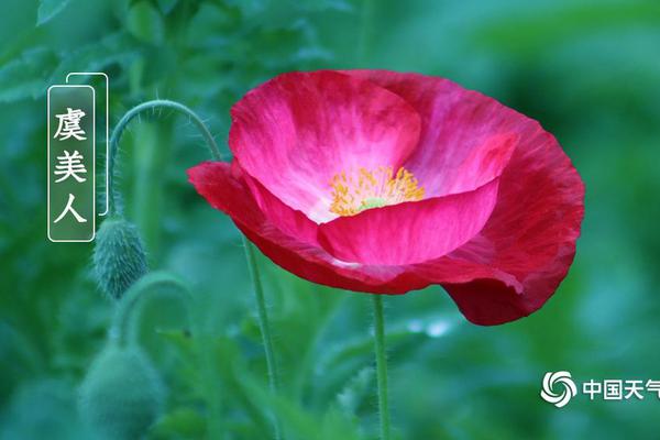 ncp1396引腳功能及電壓_值得一試！在床頭放2只檸檬，一個(gè)月后將發(fā)生大變化