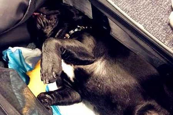 黃景瑜出席活動(dòng) 黑色套裝利落帥氣