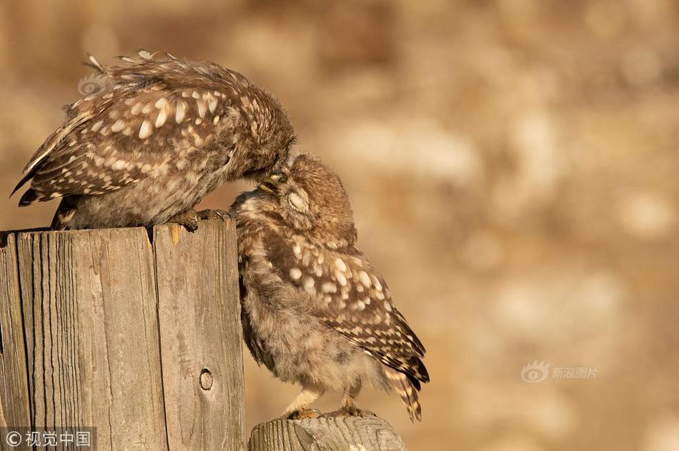 推廣一下慰菊知識(shí)_男警察臥底“美女窩”，被要求每天最少交十個(gè)男友