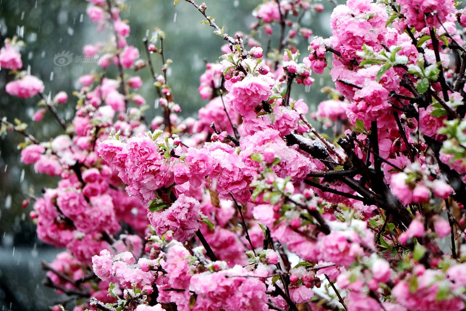 個(gè)人簡(jiǎn)歷模板word版免費(fèi)下載_金晨 再也不自己亂化妝了