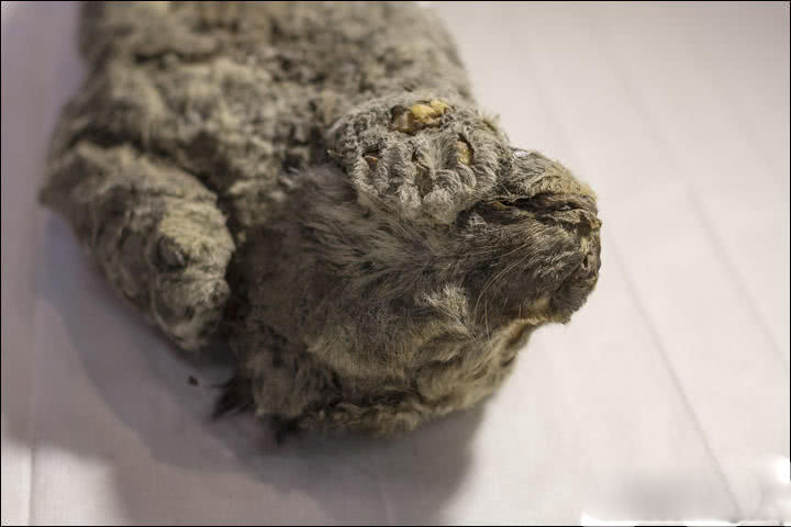 網(wǎng)絡(luò)工程轉(zhuǎn)網(wǎng)絡(luò)安全_國臺(tái)辦回應(yīng)我軍部署100余艘艦艇