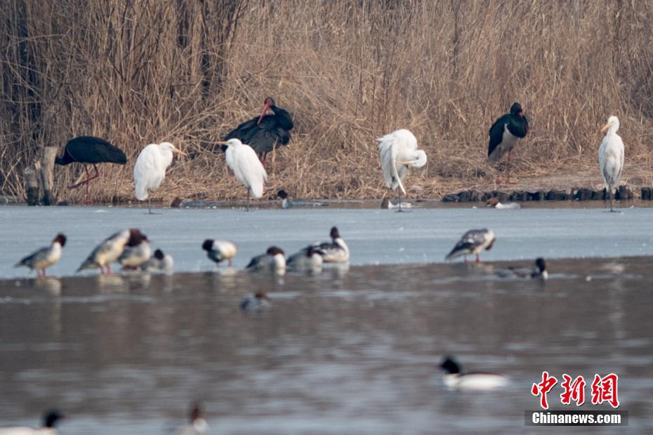 網(wǎng)絡入侵防御系統(tǒng)_這么多年了，針織開衫還是“女主角”們的愛？