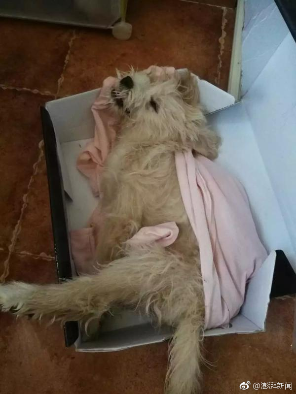 公司越權(quán)訪問漏洞怎么處理_立陶宛宣布因氣球事件進(jìn)入國家緊急狀態(tài) 盧卡申科回應(yīng)