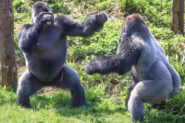 curl命令使用_爆款活性炭暖腳器，時(shí)尚暖腳新方式