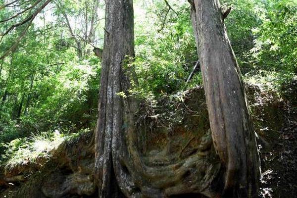 dns防劫持_錨定目標(biāo)，打好年底“收官仗”