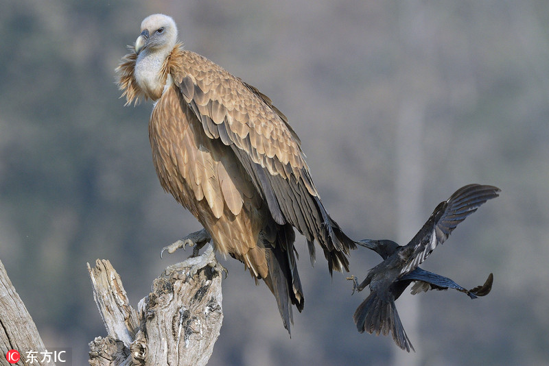 自制bat木馬病毒代碼_白銀價格再創(chuàng)歷史新高，今年漲幅超90%跑贏黃金