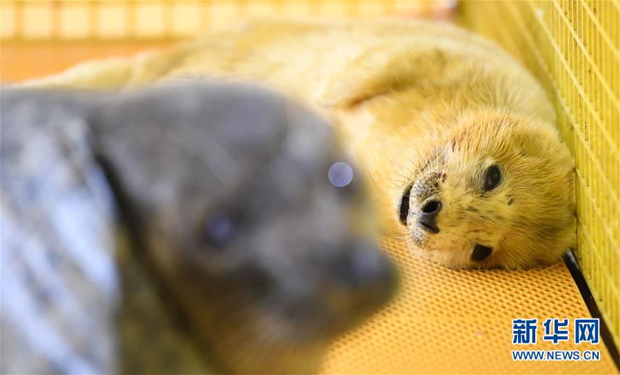 聶遠不讓女兒雨天上學，黃磊女兒滿口錯別字，怪不得星二代要進圈