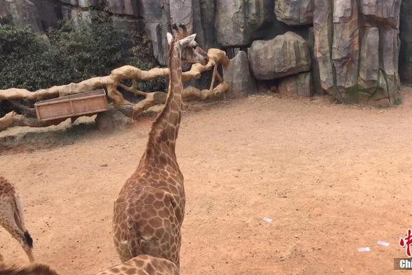 字節(jié)跳動(dòng)工資等級(jí)對(duì)照表2024_明年八大重點(diǎn)任務(wù) 為何它居首位？