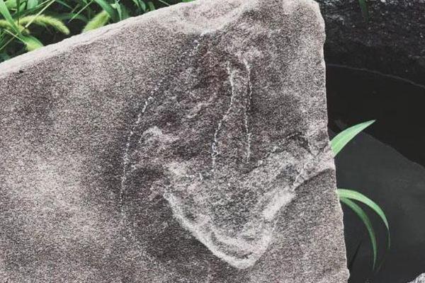 日本網(wǎng)友熱議2025WTT總決賽男單簽表