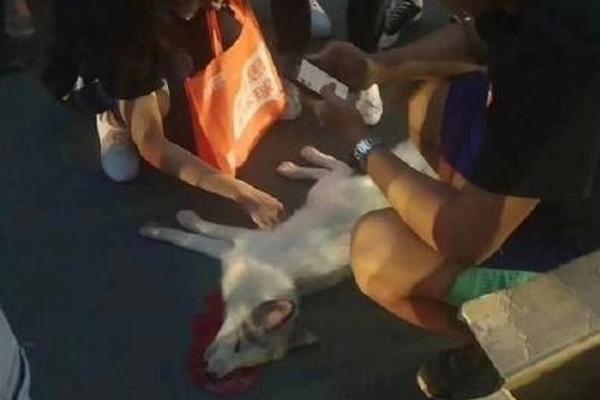 淺談網(wǎng)絡(luò)安全防護與安全測試論文參考_采用四座布局 長安Lumin四門版申報信息曝光