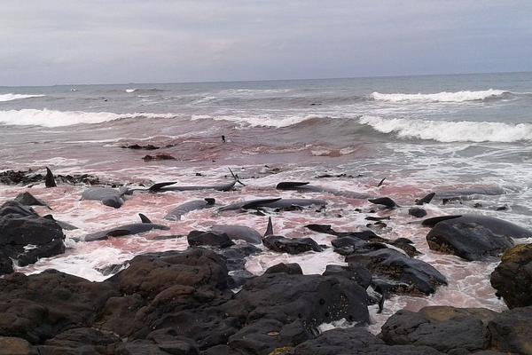 l2tp靜態(tài)ip購買_美陸軍大動作，成立西半球司令部