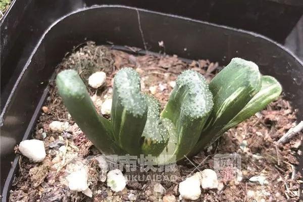 局域網在線ip查詢工具_“十五五”目標@奮斗者