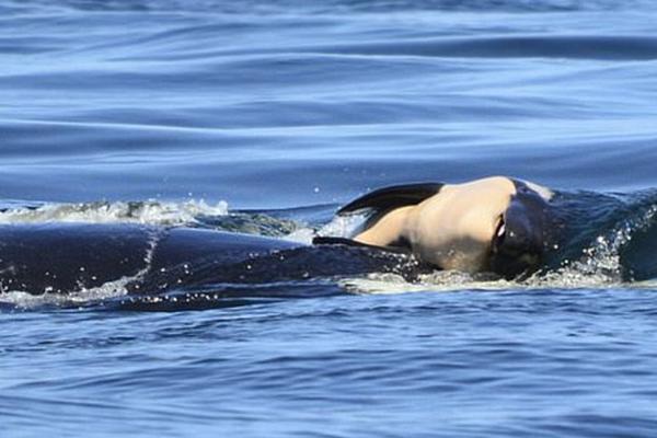 修改二進制文件工具_陜西一地噴顏料染綠草坪系謠言