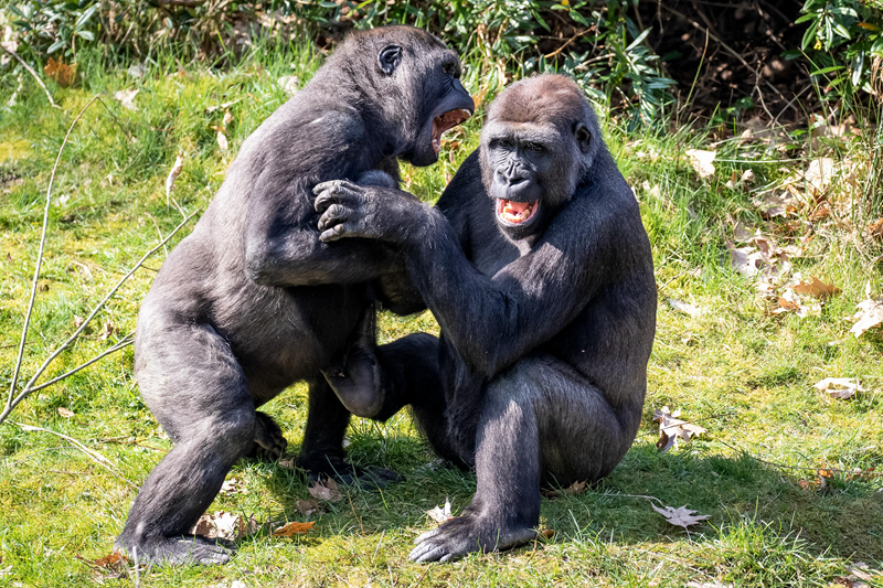 python爬取vip視頻教程詳細步驟_入冬以來最大范圍風雪天氣來了