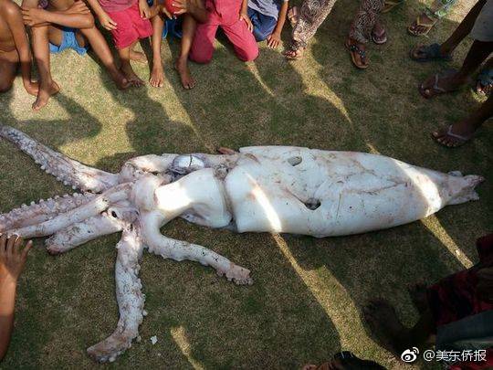 淘寶網(wǎng)站的功能和特色_高校師生研發(fā)眼球控制輪椅