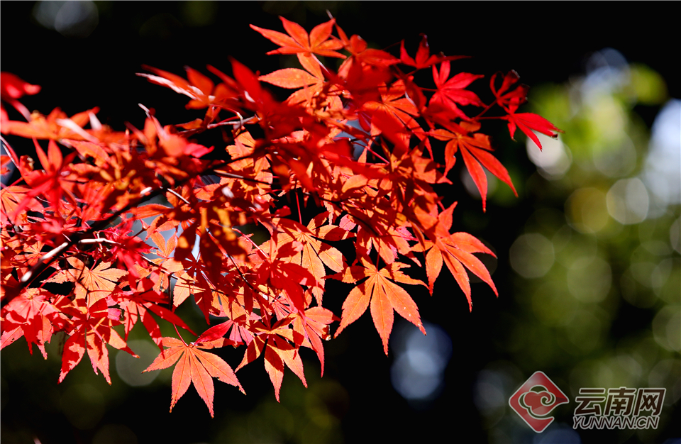 免費(fèi)seo優(yōu)化刷關(guān)鍵詞排名的軟件_廣州再次加大搶人力度