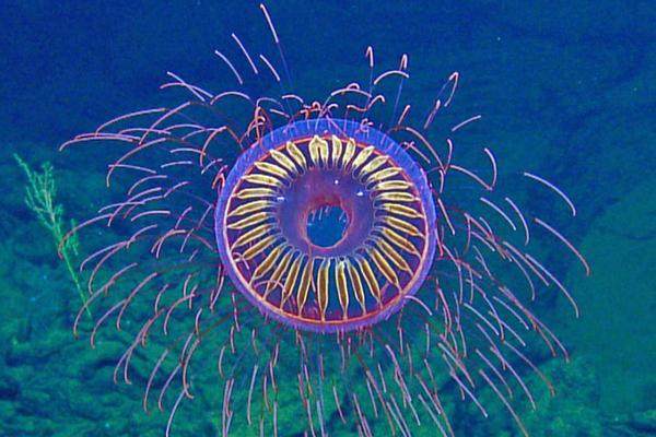 反網(wǎng)絡(luò)詐騙典型案例分析_唐駁虎：日本發(fā)生7.6級(jí)強(qiáng)震，看似有驚無險(xiǎn)卻敲響警鐘