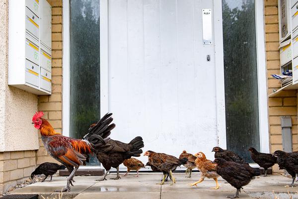 怎么把別人淘寶的視頻搞下來不跳轉(zhuǎn)淘寶_《人間清醒》人生一半清醒，一半釋然，一半蹉跎，一半柔和