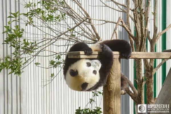 wifi破解強(qiáng)力破解什么軟件好用_蓮花首款插混SUV定名For Me