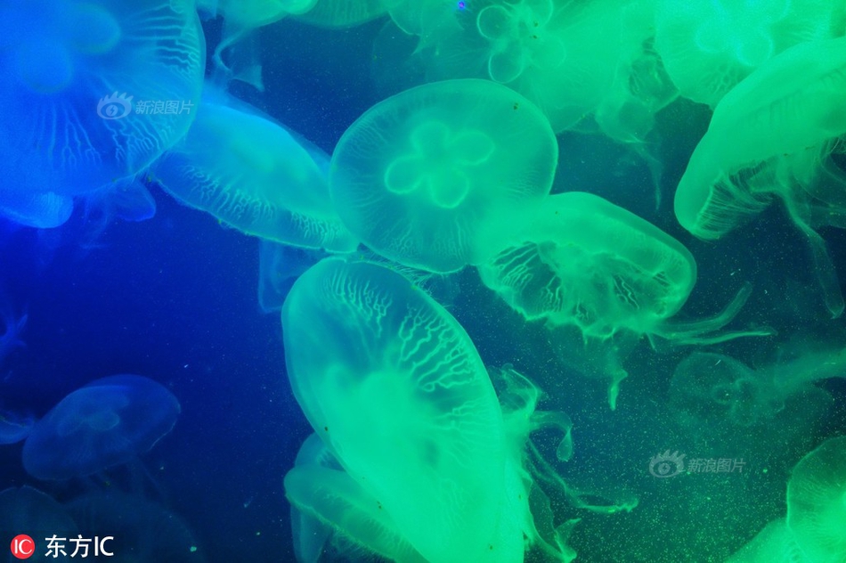 塞爾達(dá)傳說曠野之息隨機(jī)mod下載中文版_119套清代外銷珍品匯聚申城，揭秘當(dāng)年西方人眼中的“中國好物”清單