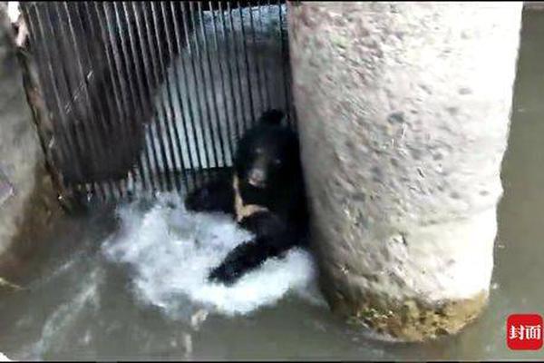 深部熱療儀生產(chǎn)廠家_打工人夢(mèng)想中的生活，寵物已經(jīng)提前過(guò)上了