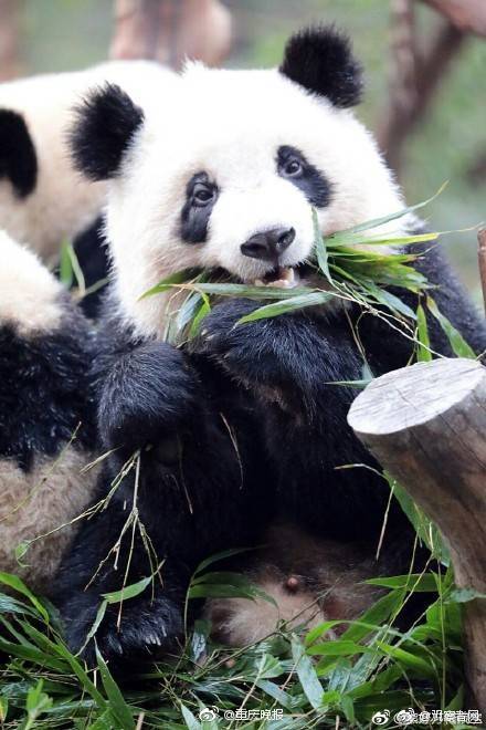 想搞一個(gè)公司舉報(bào)他什么_與歐洲三國領(lǐng)導(dǎo)人會(huì)晤后 澤連斯基稱不愿向俄割讓領(lǐng)土