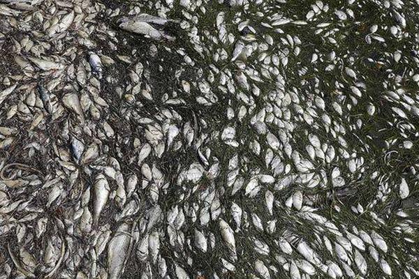 小程序seo怎么做_熔鑄民族脊梁 凝聚奮進力量