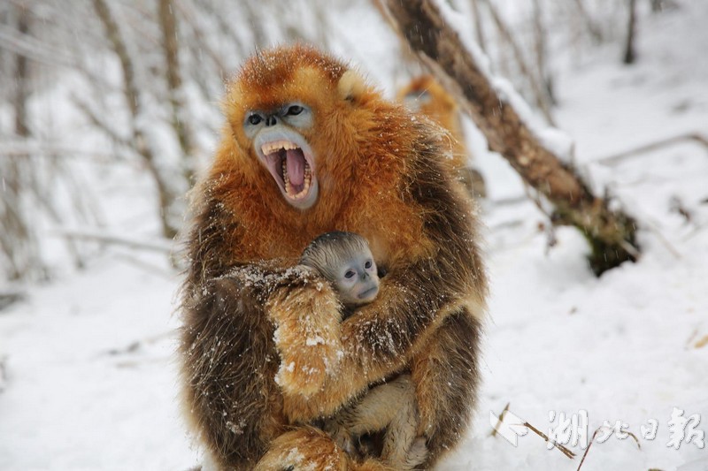 2023德國海淘轉(zhuǎn)運公司推薦_萬科A午后直線漲停 多只萬科系債券大漲超30%