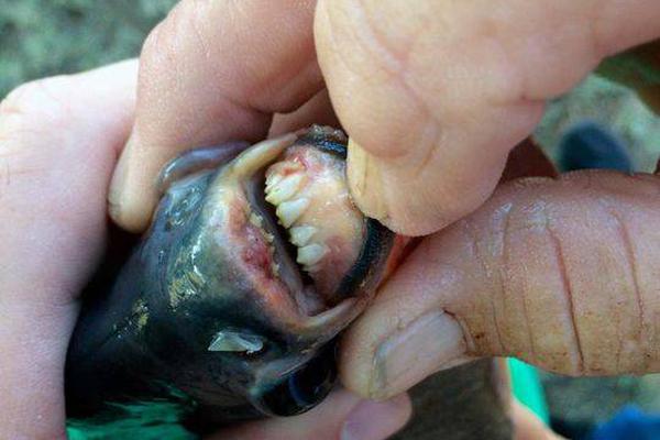 甲流后咳不停？這份“止咳攻略”請(qǐng)收好