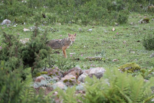 全球跑得最快機(jī)器人，是中國(guó)產(chǎn)的