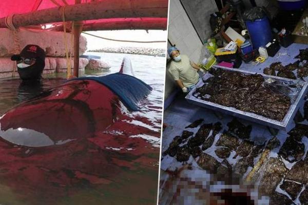 asp屬于靜態(tài)網(wǎng)頁(yè)嗎_海南自貿(mào)港“全島封關(guān)”，這些事要了解！