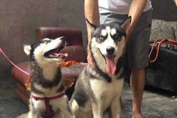 批量http查詢_楊丞琳曬健身照馬甲線清晰