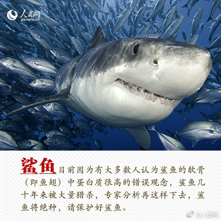 肝性腦病禁止使用的藥物是_MH370最終搜尋報(bào)告:花1.6億美元 僅找到3塊殘片