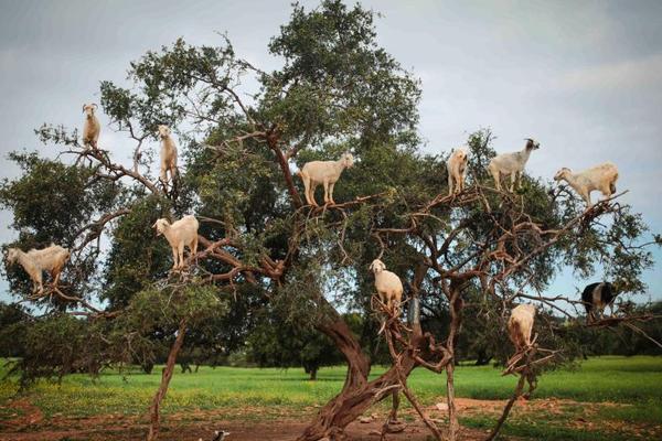 谷歌副總裁談seo和ai搜索優(yōu)化重疊_氣吹的？彭昱暢腹肌消失，小李子魔鬼訓(xùn)練