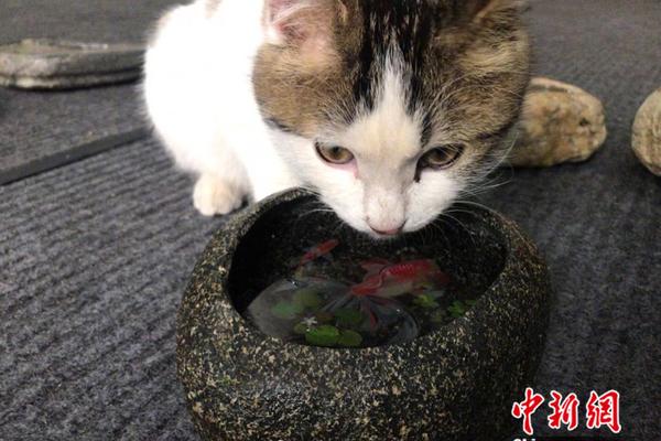 賬號登錄注冊注冊登錄_被稱為“洗腸草”，現(xiàn)在吃它正合適，益肝又健胃