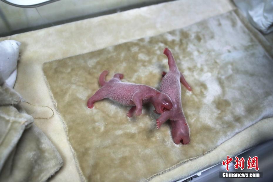 masmforwindows集成實(shí)驗(yàn)環(huán)境_乘勢(shì)而上實(shí)現(xiàn)“十五五”良好開(kāi)局——論貫徹落實(shí)中央經(jīng)濟(jì)工作會(huì)議精神