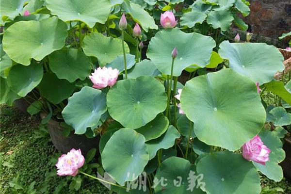 計(jì)算機(jī)軟件開發(fā)工具有哪些_演員洪劍濤發(fā)視頻致歉