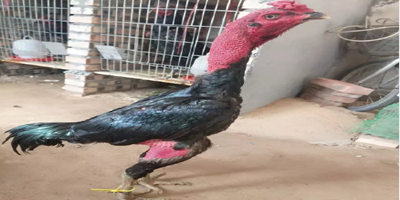 本地html網(wǎng)頁怎么讓別人打開_運(yùn)動(dòng)能防癌嗎?他給出的答案讓幾百人發(fā)出一陣爆笑