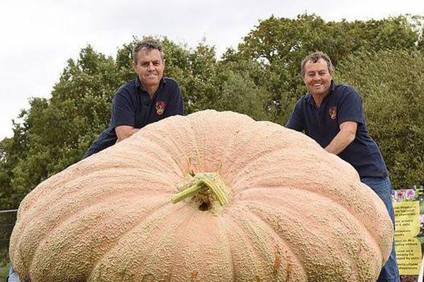 網(wǎng)站圖片加載不出來怎么解決_自稱“大學(xué)生”兼職招嫖 這款熱門交友軟件下架