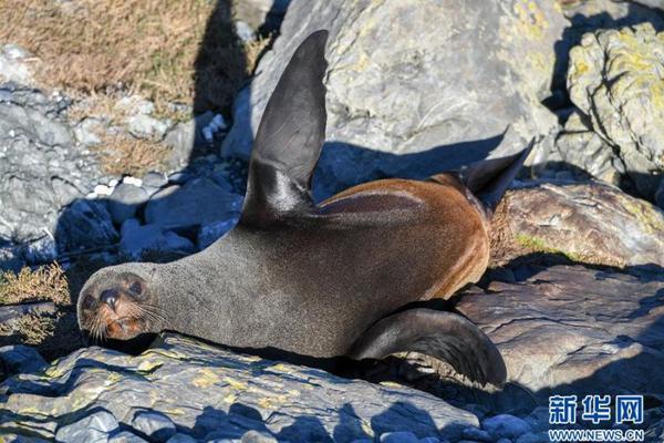 網(wǎng)站總是自動(dòng)跳轉(zhuǎn)怎么辦_普京開車曾遇到快遞員橫沖直撞：我有時(shí)不閃警燈也不帶車隊(duì)