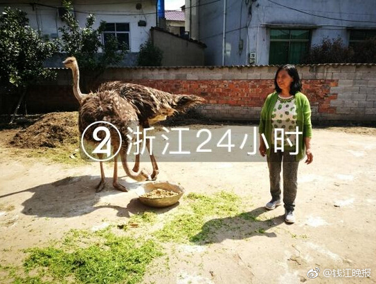 超級PING_“功能蛋”到底值不值得買？