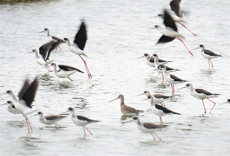 崩潰!浙江女子9000元的寵物雞 被人偷宰準備下鍋