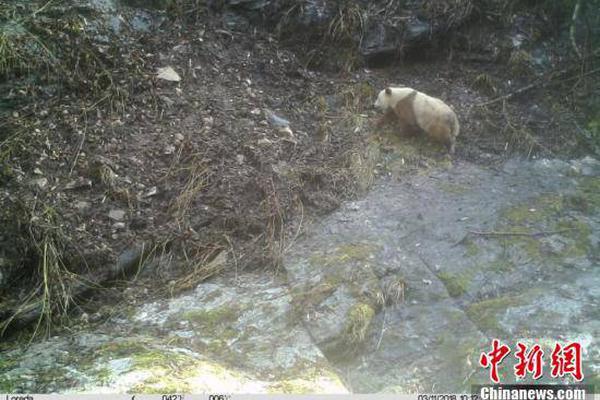 代碼軟件下載_金融圈大清洗！嚴(yán)打黑中介，銀行“內(nèi)鬼”落馬！