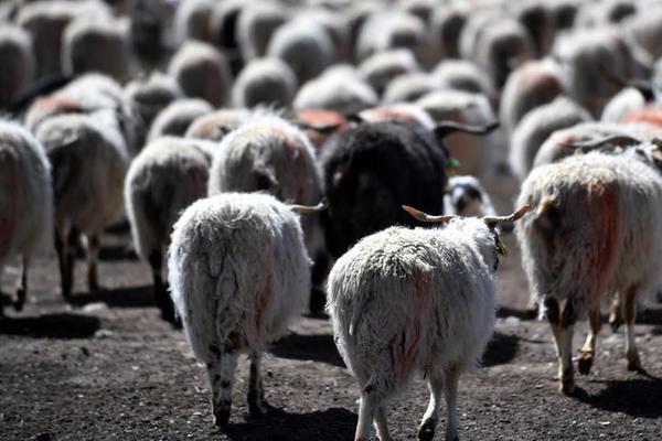 電子商務的安全問題_在500萬以內(nèi)這個檔 2026年昌南會很激烈