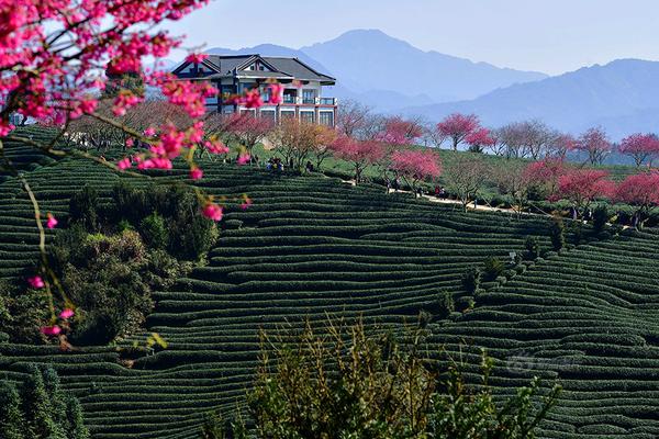 免費(fèi)網(wǎng)站瀏覽量查詢工具_(dá)快訊：指數(shù)午后震蕩回落 中金黃金跌近5% 下跌個(gè)股近